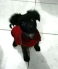 Tomás