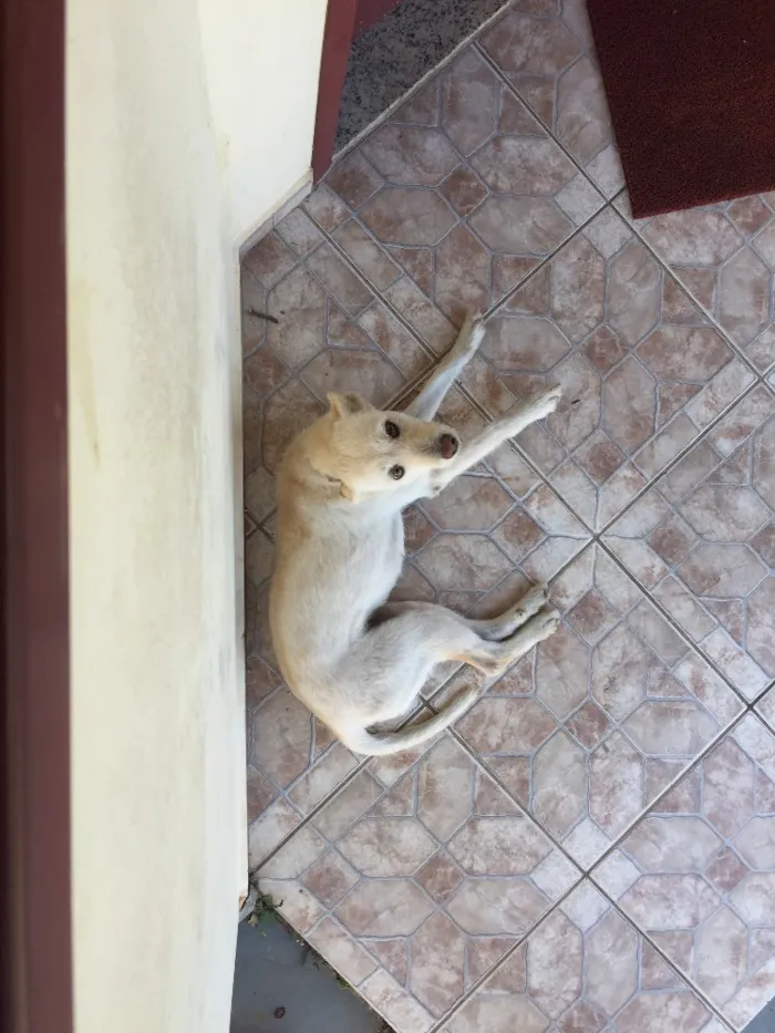 Cachorro raça  idade 6 ou mais anos nome Rosa