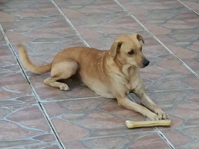 Cachorro raça mestiço idade 2 anos nome Tom