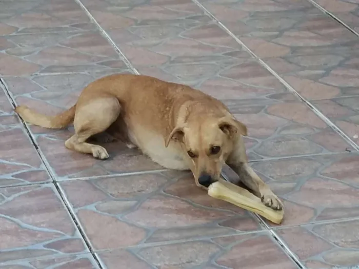 Cachorro raça mestiço idade 2 anos nome Tom