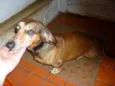Fritz