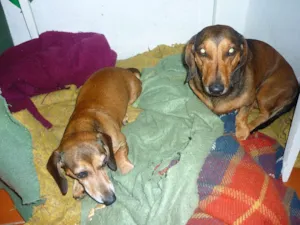 Cachorro raça Basset idade 4 anos nome Fritz