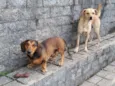 Charlie (Chachá)