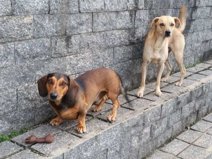 Cachorro raça Basset idade 4 anos nome Charlie (Chachá)