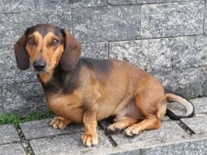 Cachorro raça Basset idade 4 anos nome Charlie (Chachá)