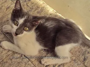 Gato raça srd idade 2 a 6 meses nome Krispie