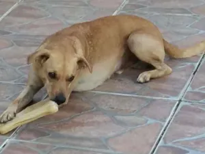 Cachorro raça mestiço idade 2 anos nome Tom