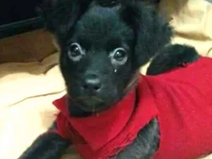 Cachorro raça Sem raça definida idade 2 a 6 meses nome Tomás