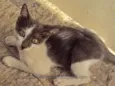 Krispie