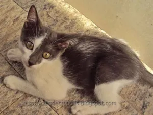 Gato raça srd idade 2 a 6 meses nome Krispie