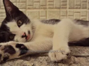 Gato raça srd idade 2 a 6 meses nome Granola