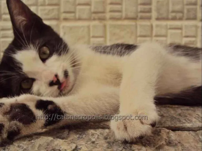 Gato ra a srd idade 2 a 6 meses nome Granola