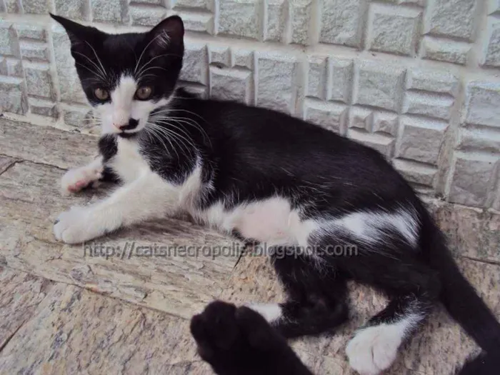 Gato ra a srd idade 2 a 6 meses nome Chia