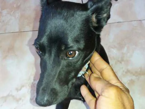 Cachorro ra a Não sei idade 2 a 6 meses nome Filhote 