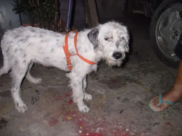 Cachorro ra a Poodle idade 2 a 6 meses nome BEBEZÃO