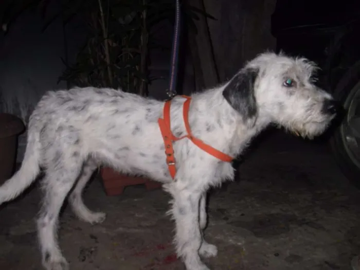 Cachorro ra a Poodle idade 2 a 6 meses nome BEBEZÃO