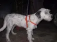 BEBEZÃO