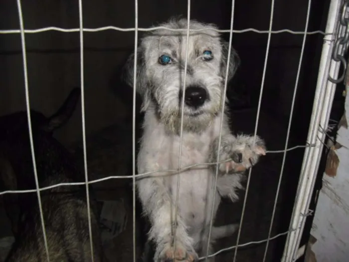 Cachorro ra a Poodle idade 2 a 6 meses nome BEBEZÃO