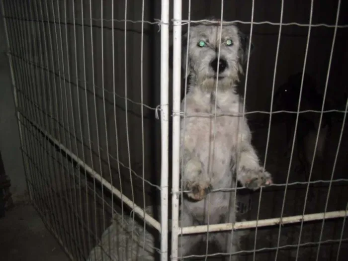 Cachorro ra a Poodle idade 2 a 6 meses nome BEBEZÃO