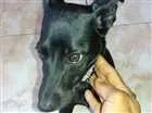 Cachorro raça Não sei idade 2 a 6 meses nome Filhote 