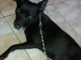 Neguinha 