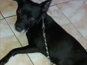 Cachorro raça Mistura de Pit bul  idade 1 ano nome Neguinha 