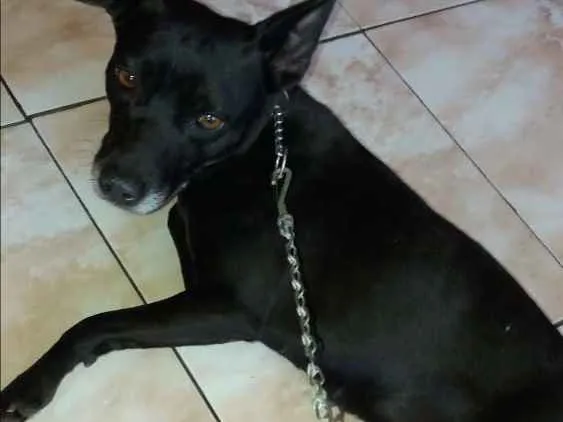 Cachorro ra a Mistura de Pit bul  idade 1 ano nome Neguinha 