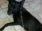 Cachorro raça Mistura de Pit bul  idade 1 ano nome Neguinha 