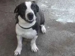 Cachorro raça Pitbull Com Vira-Lata idade 7 a 11 meses nome Shake