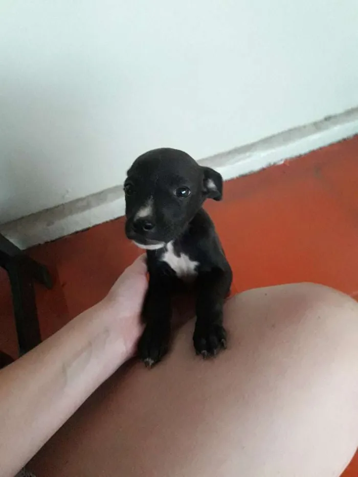 Cachorro ra a  idade 2 a 6 meses nome Tobias