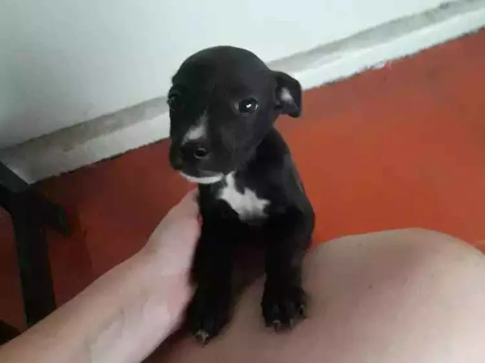 Cachorro ra a  idade 2 a 6 meses nome Tobias