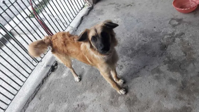 Cachorro ra a SRD idade 7 a 11 meses nome Jolie