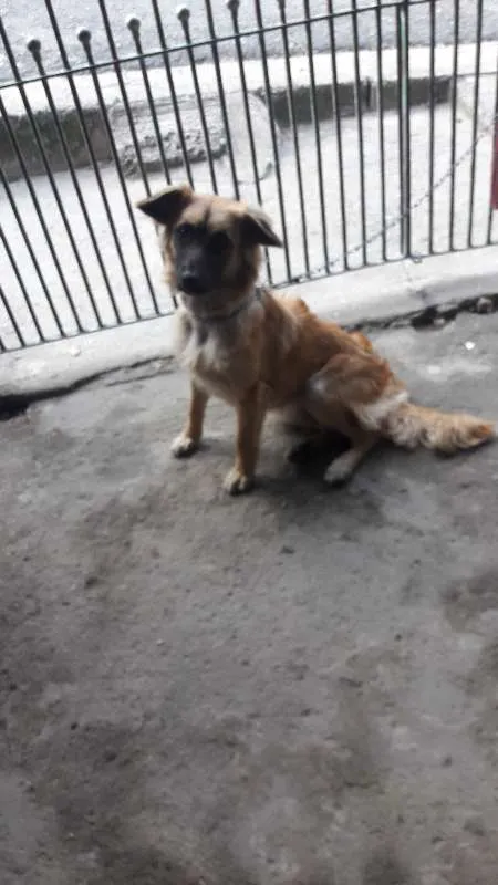 Cachorro ra a SRD idade 7 a 11 meses nome Jolie