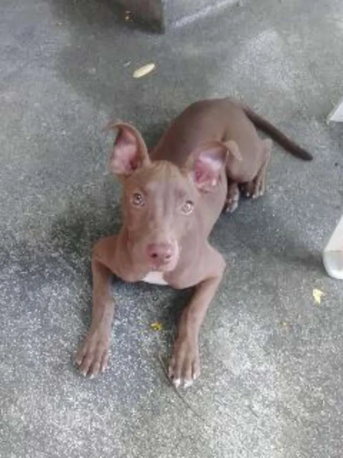 Cachorro ra a PITBULL  idade 2 a 6 meses nome SAMANTHA 