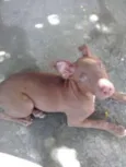 SAMANTHA 
