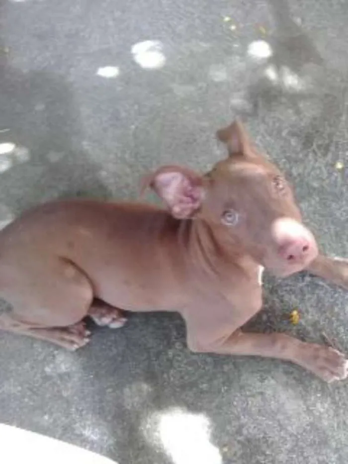 Cachorro ra a PITBULL  idade 2 a 6 meses nome SAMANTHA 