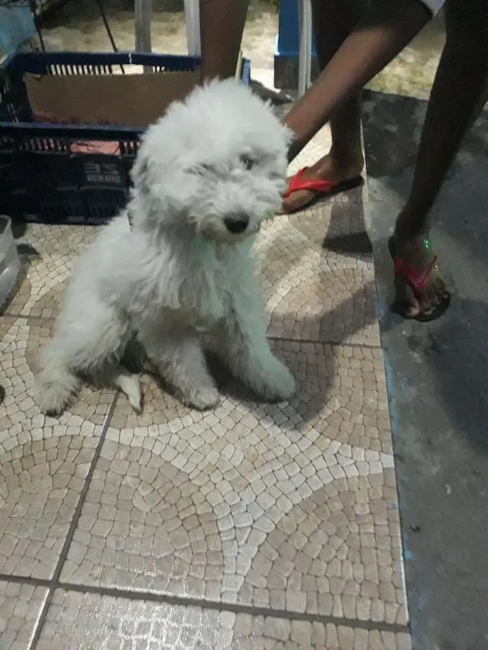 Cachorro ra a Poodle  idade 2 a 6 meses nome Lala