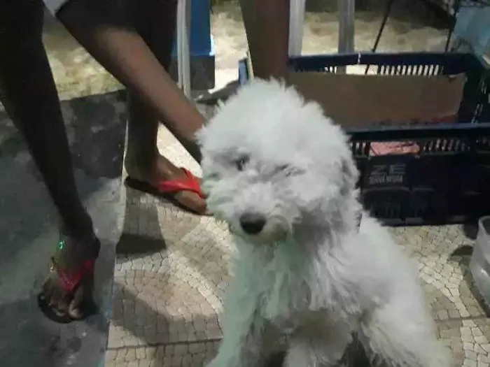 Cachorro ra a Poodle  idade 2 a 6 meses nome Lala