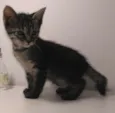 Pequena