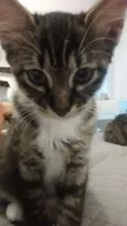 Peludinha