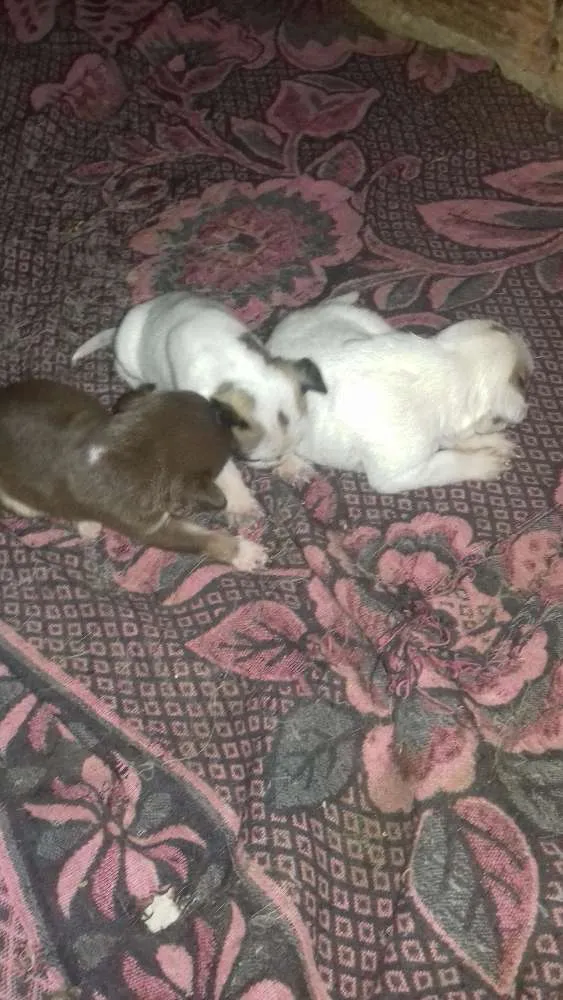 Cachorro raça Sem raça  idade Abaixo de 2 meses nome Sem nome 