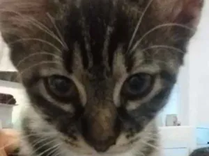 Gato raça SRD idade 2 a 6 meses nome Peludinha