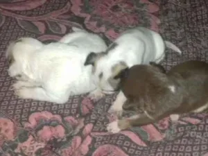 Cachorro raça Sem raça  idade Abaixo de 2 meses nome Sem nome 