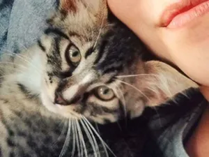 Gato raça SRD idade 2 a 6 meses nome Johny