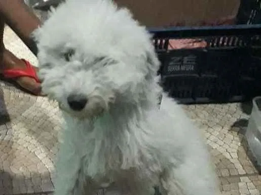 Cachorro ra a Poodle  idade 2 a 6 meses nome Lala