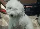 Cachorro raça Poodle  idade 2 a 6 meses nome Lala