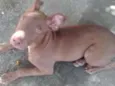 SAMANTHA 