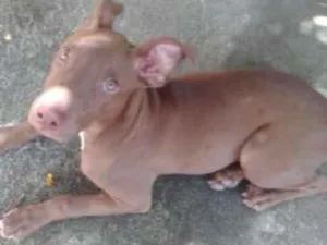 Cachorro raça PITBULL  idade 2 a 6 meses nome SAMANTHA 