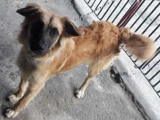 Cachorro ra a SRD idade 7 a 11 meses nome Jolie