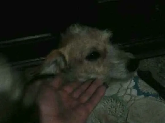 Cachorro ra a vira lata idade 7 a 11 meses nome Lost